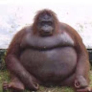 Meet your Posher, Harley